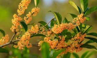 桂花有多少种 桂花有几种种