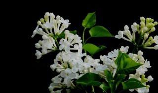 丁香花什么季节开花 丁香花的简介