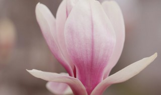玉兰花语 玉兰花语是什么