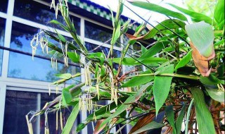 竹子开花赶紧搬家是什么意思 竹子开花赶紧搬家的解释