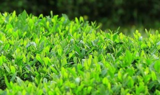 清明茶的功效与作用 清明茶有什么功效与作用