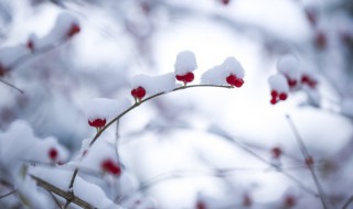 著名冰雪旅游项目有哪些（冰雪旅游包括哪些项目和活动）