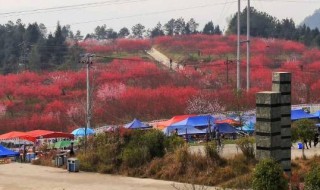 苏山坪在巴中哪里 苏山坪在巴中的位置