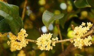 桂花一年开几次花花期是多久 桂花一年开几次花花期是多长时间