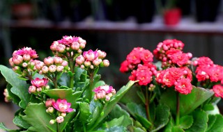 冬天家里不能养哪些花卉（冬天家里不能养哪些花卉呢）