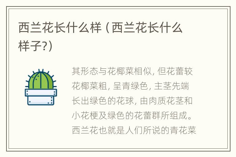 西兰花长什么样（西兰花长什么样子?）