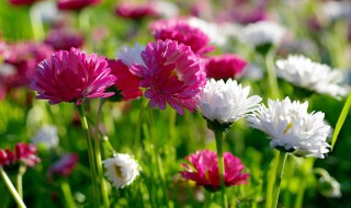 菊花的颜色有哪些 各种颜色的菊花介绍