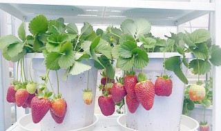 草莓盆栽冬季怎么养 草莓盆栽冬季方法