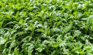 筒蒿种植方法和注意事项，筒蒿种植方法和注意事项图片