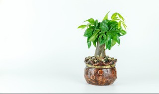 家里养什么花比较好 可以在家养什么植物