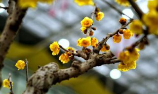 黄梅种植方法和时间 黄梅怎么养护