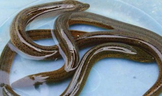 黄鳝怎么养在家里不会死 黄鳝如何养在家里不会死