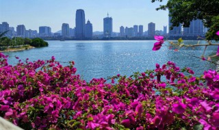 四季如春的城市有哪里 四个四季如春的城市介绍