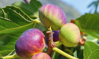 棕色土耳其无花果种植方法 无花果栽培技术分享