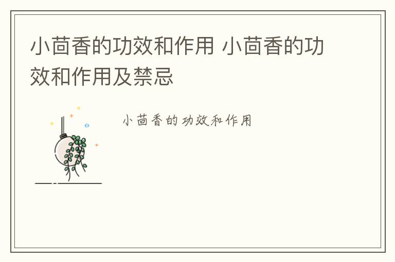 小茴香的功效和作用 小茴香的功效和作用及禁忌