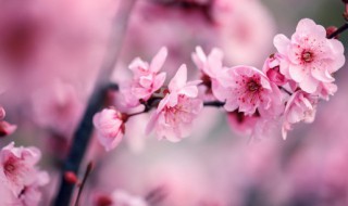 梅花换盆方法注意事项（梅花换盆后如何养护）