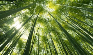 竹子可以做成什么 能用竹子做成什么