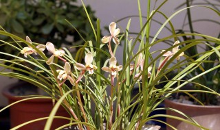 莲瓣兰的种植方法 莲瓣兰怎么养