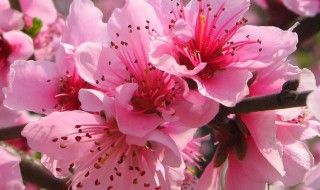3月开什么花 哪些花三月份开花