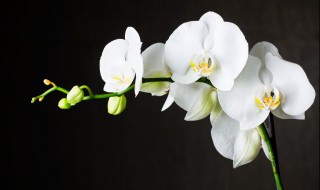 兰花应该怎么养 兰花应该怎么养才会开花