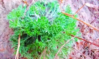 白蒿的营养价值 白蒿的营养价值是什么