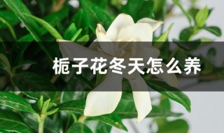栀子花冬天怎么养 栀子花冬天的饲养技巧