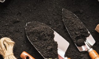 地皮菜人工种植方法 种地皮菜要做什么