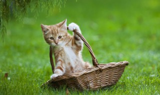 让猫吃的小鱼干怎么做 让猫吃的小鱼干如何做