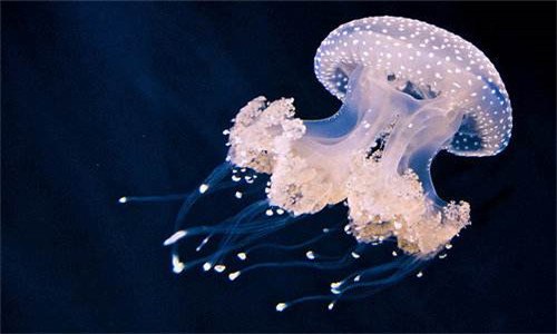 水母为什么浮在水面上