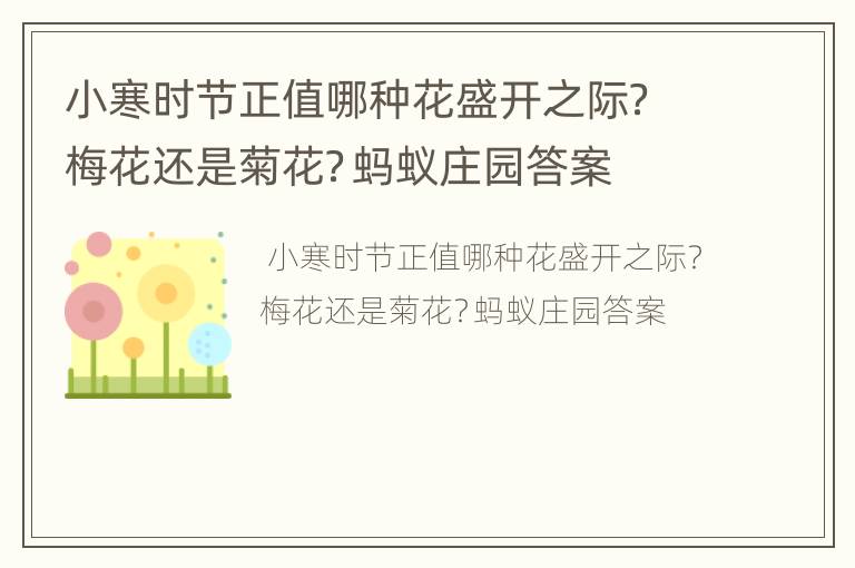 小寒时节正值哪种花盛开之际？梅花还是菊花？蚂蚁庄园答案