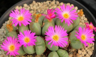 石生花的种植方法 多肉石生花的种植方法