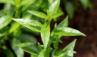 穿心莲种植方法 穿心莲如何种植