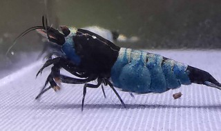 怎么养黑壳虾，怎么养黑壳虾缸