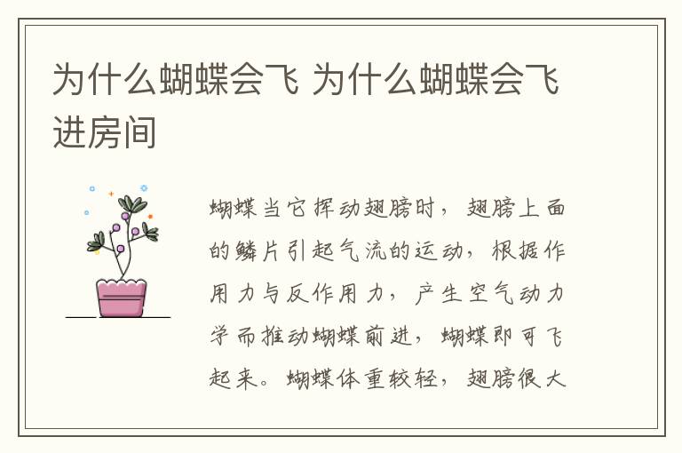 为什么蝴蝶会飞 为什么蝴蝶会飞进房间