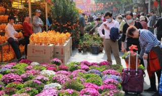 过年摆什么花放在客厅（过年摆什么花放在客厅最好）