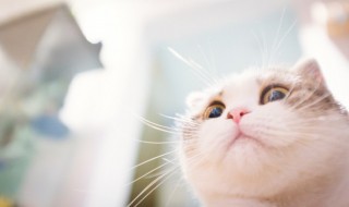 猫吐了怎么回事（一个月的猫吐了怎么回事）