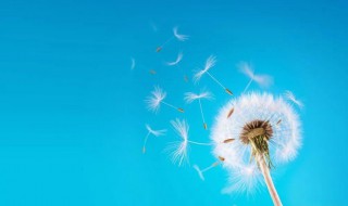 蒲公英毛球是花还是果实 蒲公英毛球是什么