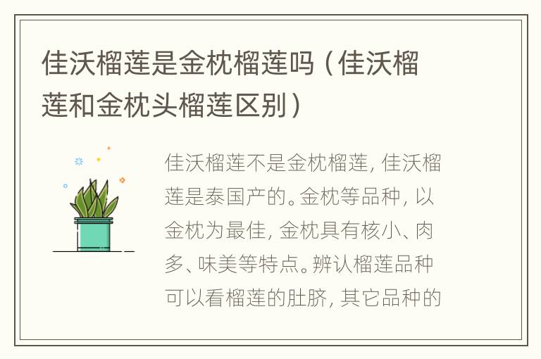 佳沃榴莲是金枕榴莲吗（佳沃榴莲和金枕头榴莲区别）