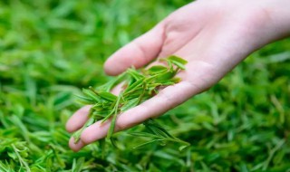 清明茶是什么茶 清明茶介绍
