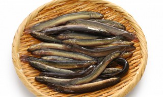 泥鳅怎么养在家里不死 在家怎么养泥鳅