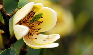 含笑花的养殖方法和注意事项 金边瑞香含笑花养殖技巧和注意事项介绍