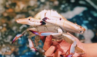 梭子蟹死了能不能吃了 梭子蟹死了能吃吗