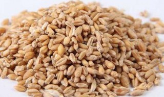淮小麦的功效与作用 淮小麦的功效与作用简单介绍