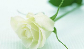 白玫瑰花语是什么意思 白玫瑰花语介绍