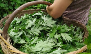 正常人可以用艾叶泡脚吗 正常人可不可以用艾叶泡脚