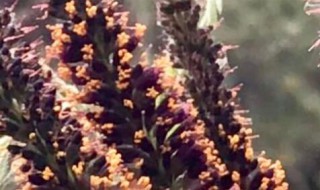 紫穗槐种植后注意事项 紫穗槐种植后注意事项有哪些