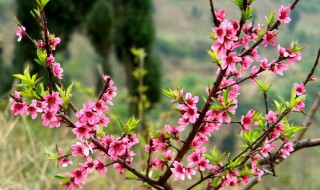 清明节开什么花 清明节开的花