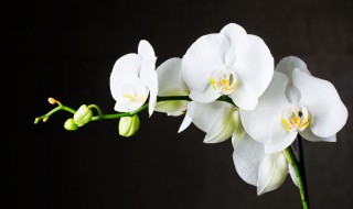 蝴蝶兰种子的种植方法 蝴蝶兰种子种植方法介绍