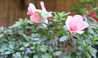 杜鹃花怎么养才能安全过冬（杜鹃花怎么养才能安全过冬视频）