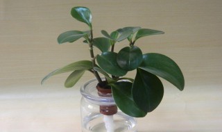 碧玉分株方法 绿植碧玉的繁殖方法